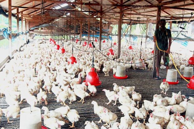 Poultry industry happy with permit decision